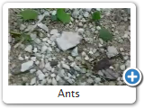 Ants in Panama