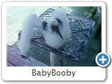 BabyBooby
