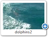 dolphins2