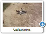 Galapagos