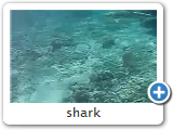shark