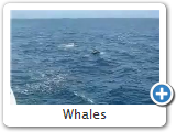 Whales