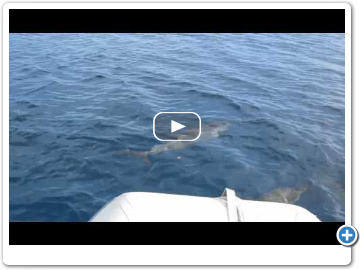 Dolphins1.mp4