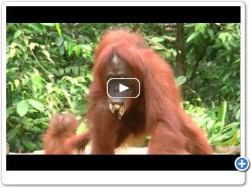 Orangutan_bananas_milk.mp4